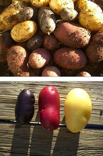 20171230-potatoes.jpg